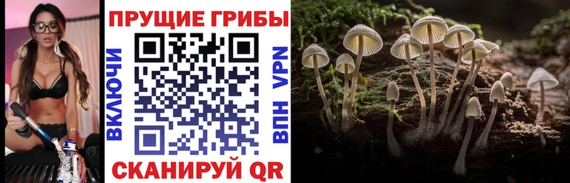 дарнет шоп  Нерюнгри  Псилоцибиновые грибы ЛСД 